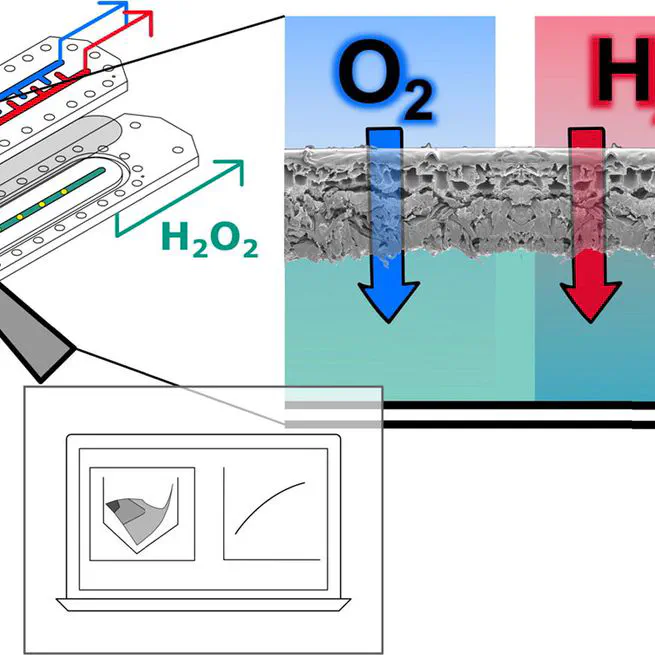 Investigation of mass transport processes in a microstructured membrane reactor for the direct synthesis of hydrogen peroxide