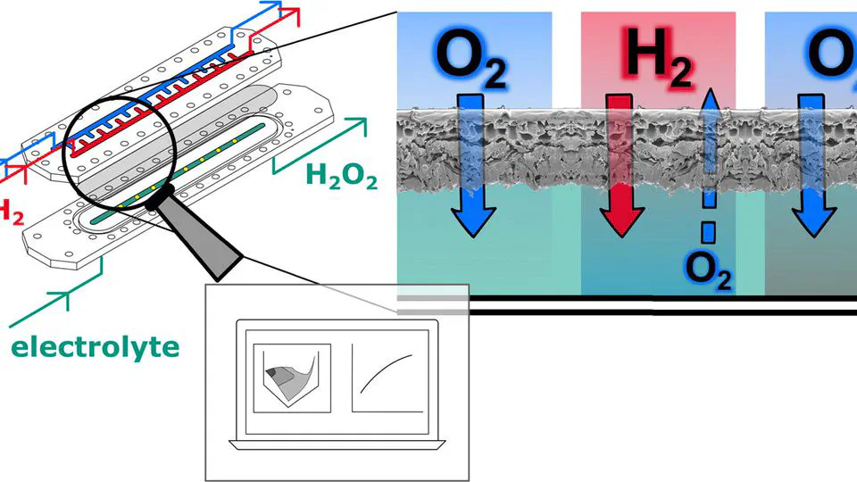 Investigation of mass transport processes in a microstructured membrane reactor for the direct synthesis of hydrogen peroxide